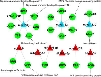 Integrated mRNA and Small RNA Sequencing Reveals microRNAs Associated With Xylem Development in Dalbergia odorifera